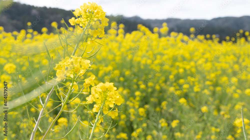 field of yellow flowers field of yellow flowers