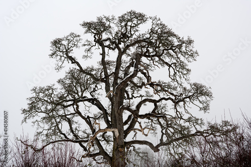 Oregon white oak tree with bare snow-covered branches © David Hutchison/Wirestock