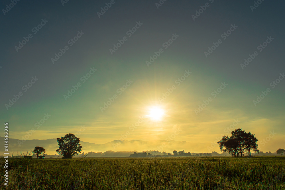 rice fields on sunrise time