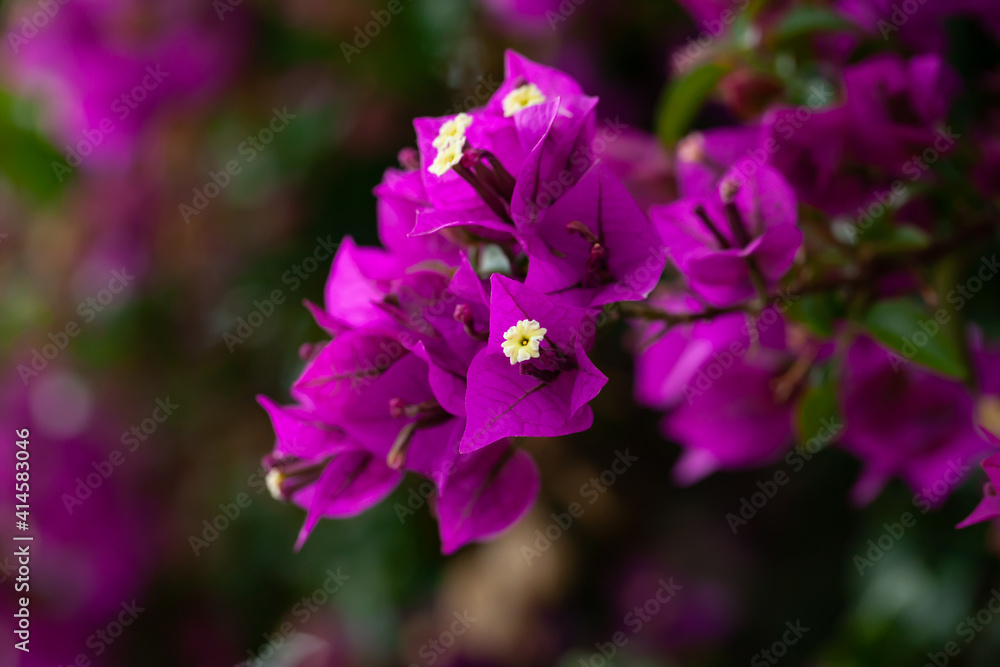 Closeup of purple flowers Bougainvillea glabra outdoor