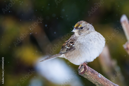 Golden-Crowned Sparrow Waits Out the Snowstorm on a Cold Winter Day photo