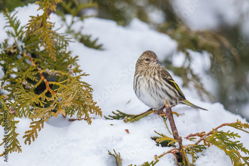 Pine Siskin Waits Out a Snowstorm  photo