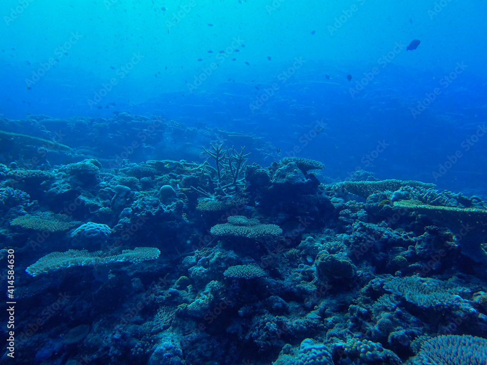 diver and reef