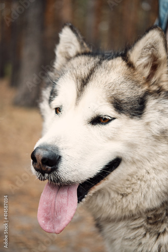 Alaskan Malamute on nature in the autumn park. Domestic pet.