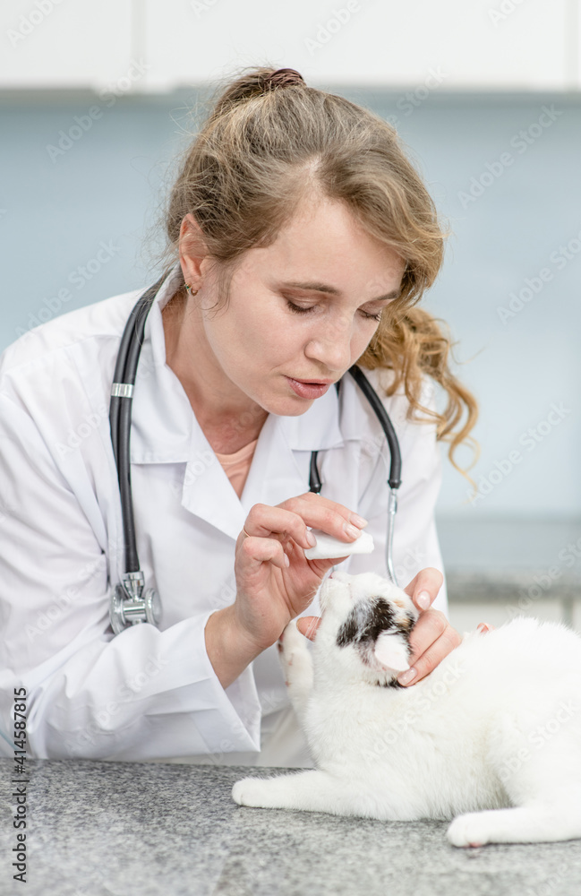 Vet treats cat's eyes in veterinary clinic