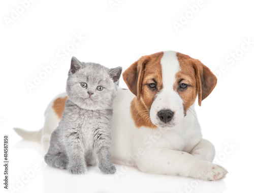 Young Jack russell terrier puppy lying with gray kitten. Pet look at camera. isolated on white background