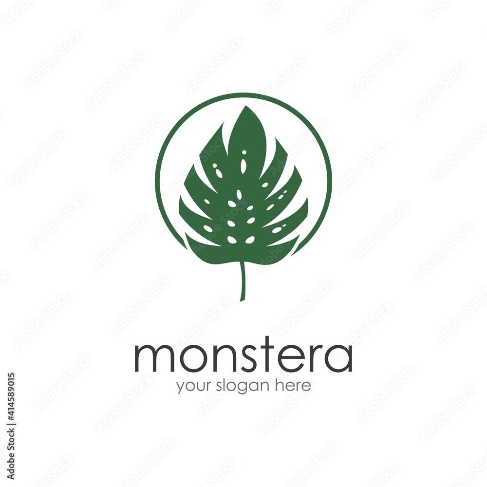 Fototapeta premium Monstera leaf