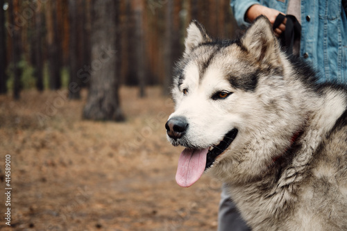 Alaskan Malamute on nature in the autumn park. Domestic pet.