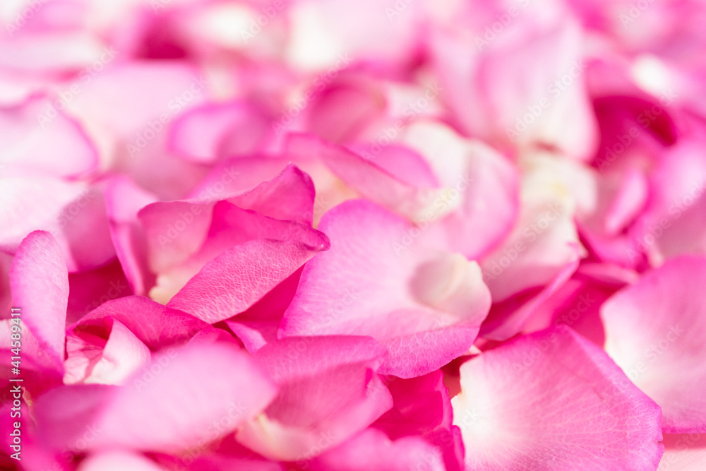 Rose petals Rose petals