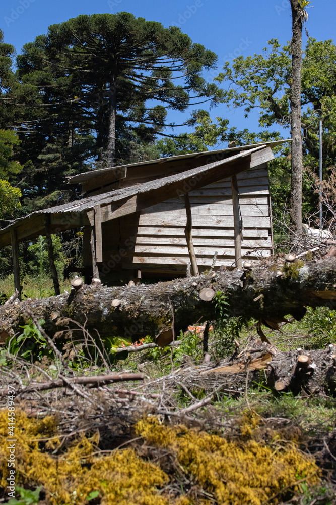 wooden house in the forest wooden house in the forest