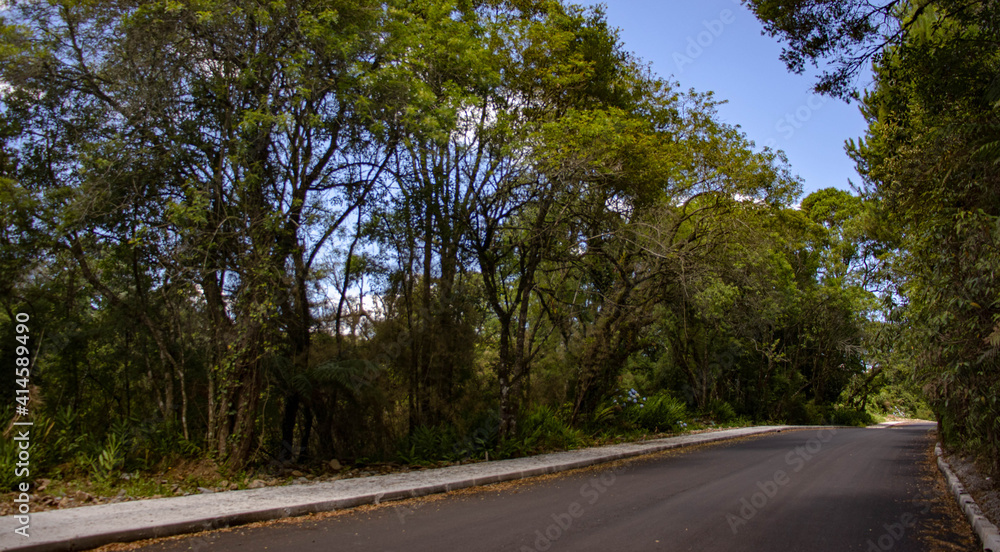 Fototapeta premium road in the forest