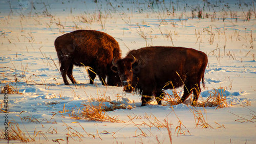 Wild bison in Elk Island national park AB Canada photo