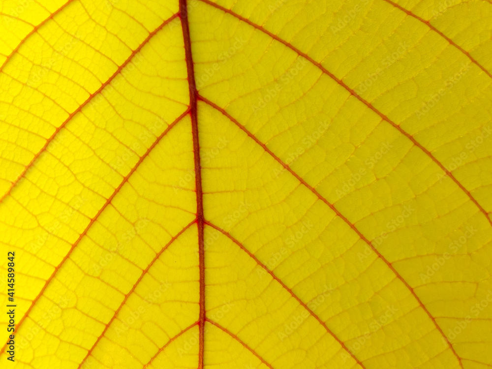 Obraz premium Green leaf texture As natural background