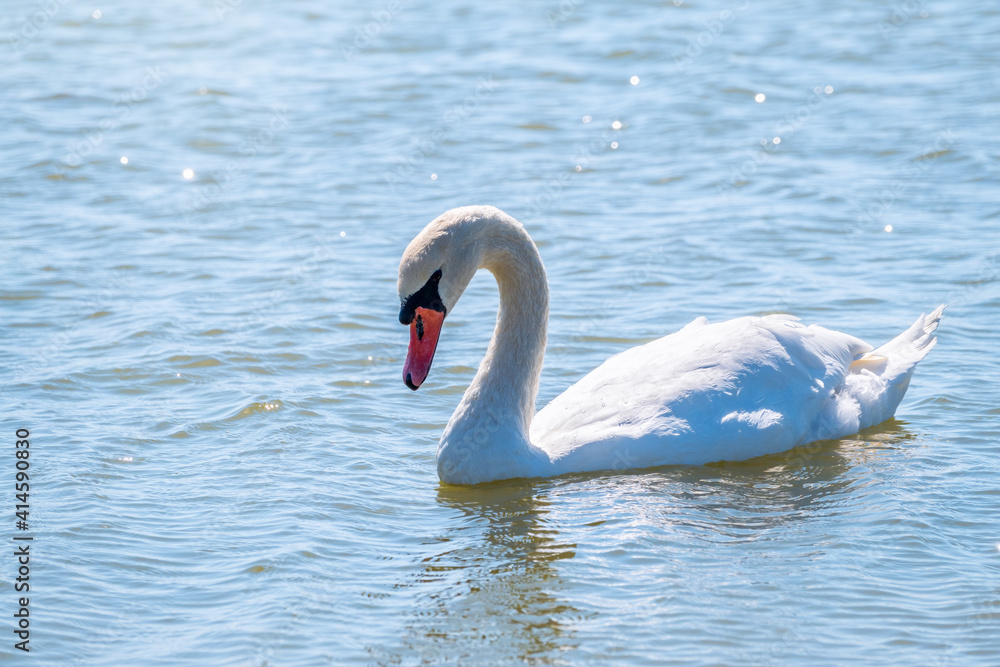 Fototapeta premium Graceful white Swan swimming in the lake, swans in the wild. Portrait of a white swan swimming on a lake.