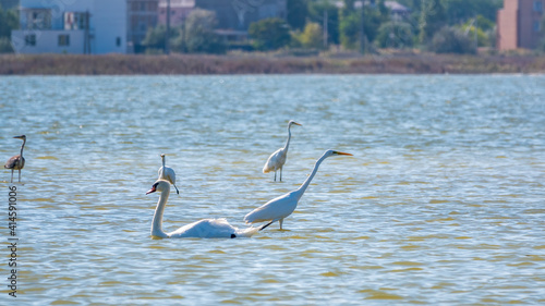 Fototapeta Naklejka Na Ścianę i Meble -  Graceful water birds, white Swan and white and grey herons swimming in the lake.