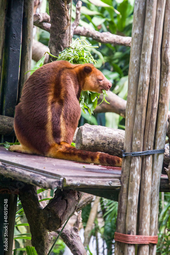 a Goodfellow's tree-kangaroo is eating leave. It belongs to the family Macropodidae. It has short, woolly fur,usually chestnut to red-brown in color, a grey-brown face, a long, golden brown tail