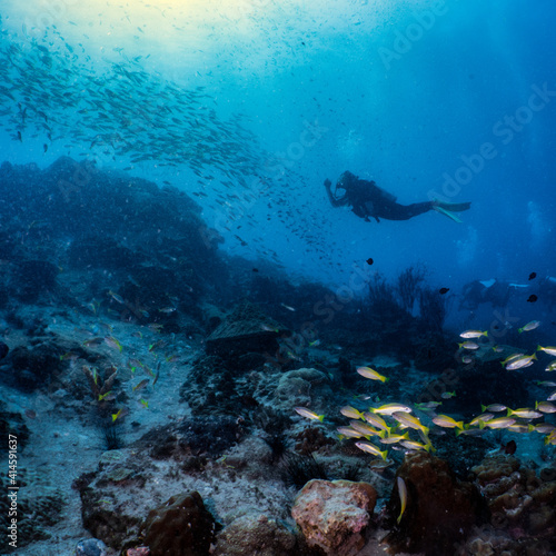 Diver diving and school of fish