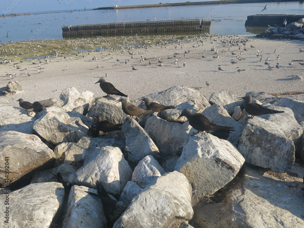 Obraz premium The bird found at Layang-layang island (Bird island)