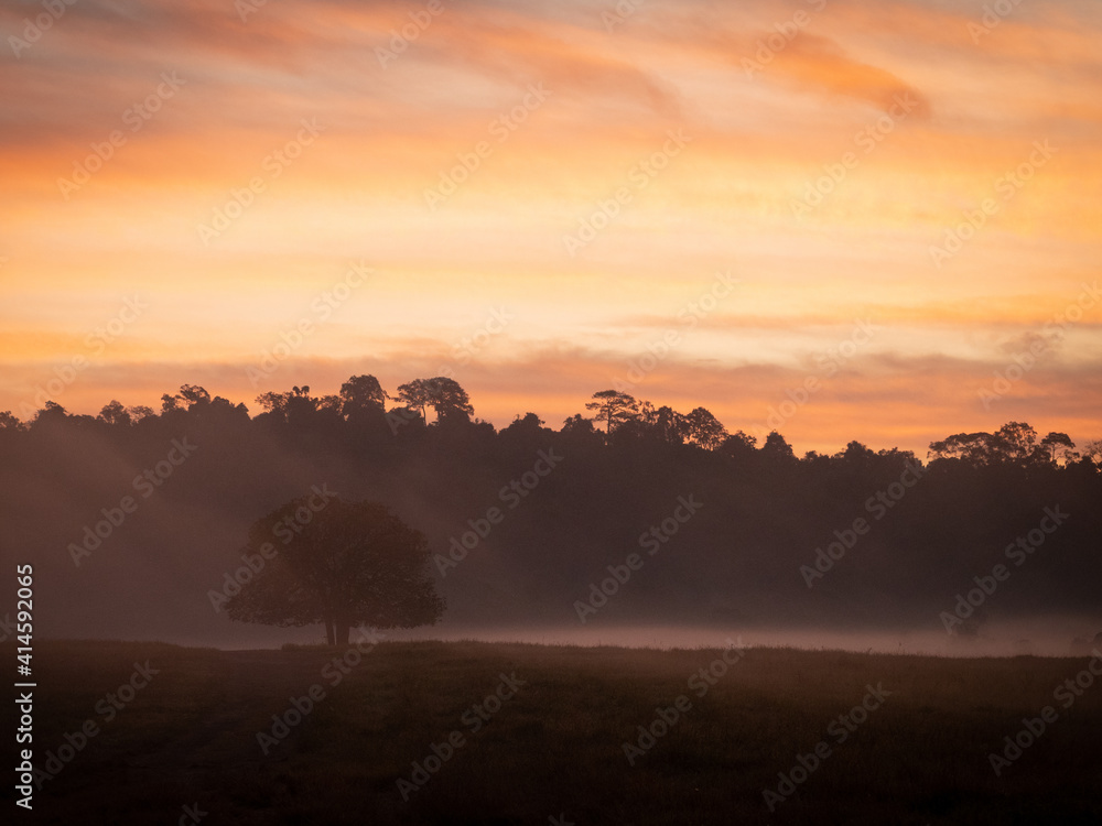 Amazing nature in the morning with wind of fog while sunrise with alone big tree