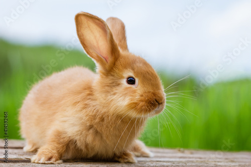 fluffy funny ginger rabbit on a background of green nature,