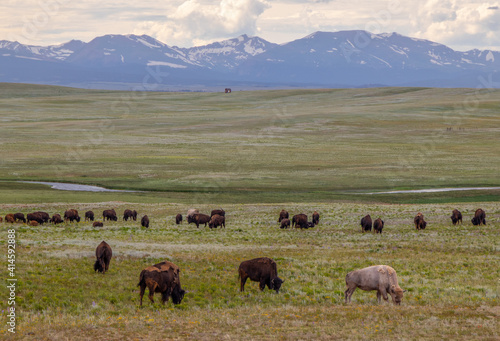 Herd of Buffalo © Michael
