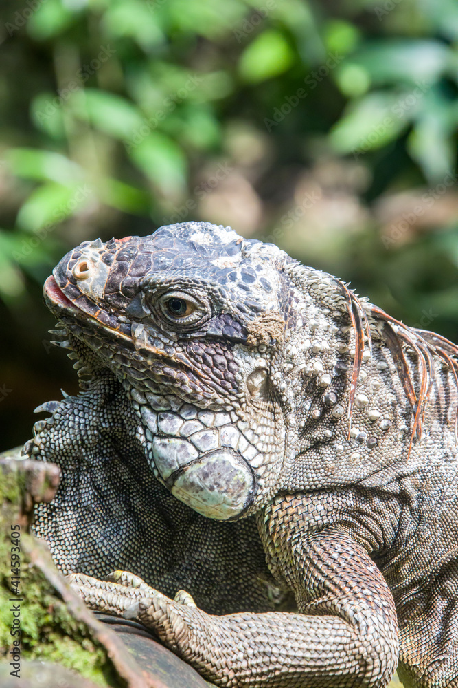 The green iguana, also known as the American iguana, is a large, arboreal, mostly herbivorous species of lizard of the genus Iguana. The green iguana, also known as the American iguana, is a large, arboreal, mostly herbivorous species of lizard of the genus Iguana.