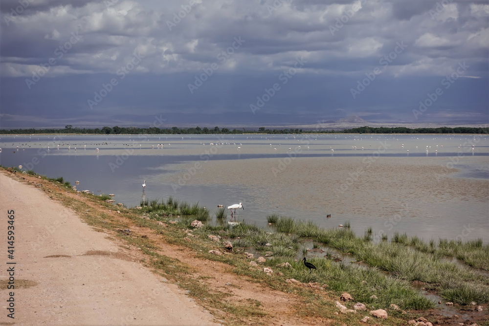 A dirt road runs next to the lake. Various water birds are visible in the water. There is green grass on the shore. Cloudy sky. Kenya. Amboseli park. A dirt road runs next to the lake. Various water birds are visible in the water. There is green grass on the shore. Cloudy sky. Kenya. Amboseli park.