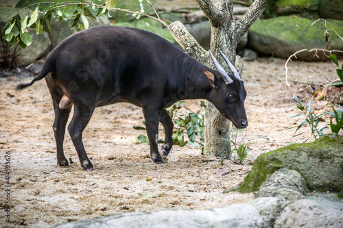 The lowland anoa is a small bovid  t is most closely allied to the larger Asian buffaloes  showing the same reversal of the direction of the hair on their backs. The horns of the cows are very small