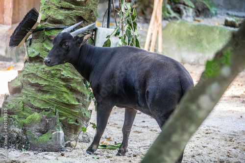Obraz na plátně The lowland anoa is a small bovid, t is most closely allied to the larger Asian buffaloes, showing the same reversal of the direction of the hair on their backs