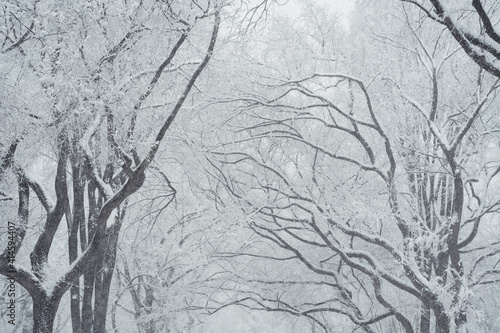 Snow lines the branches of mighty oak trees in Central Park during a winter storm (New York, 2021). 