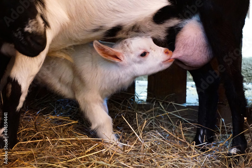 a small white goat drinks milk from the udder of an adult black and white mother goat, barn

