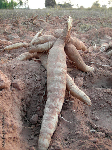 фотографія Cassava root dug up from the fields