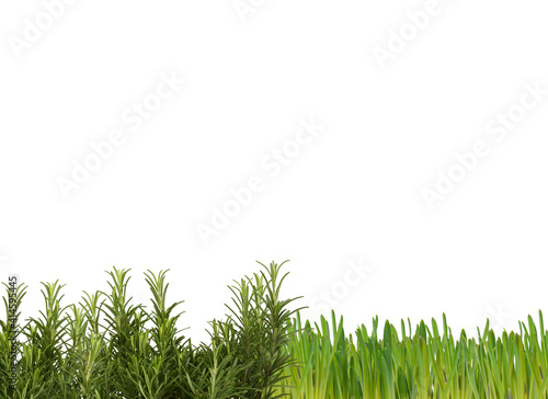 green grass background with clipping path 
