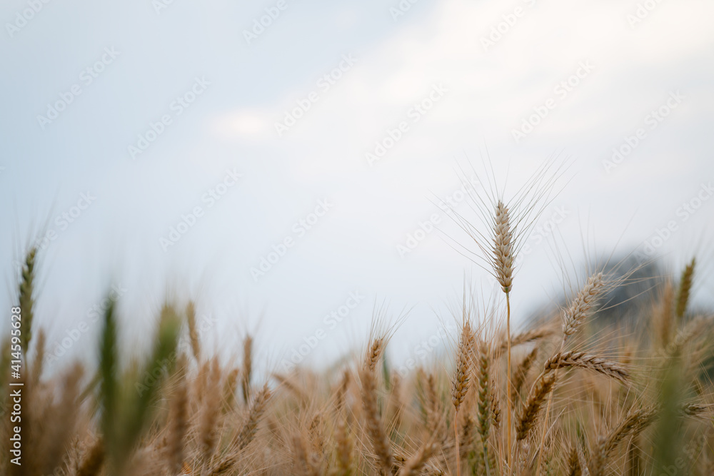 Obraz premium field of wheat