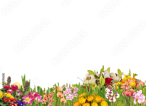 spring flowers border isolated white background with clipping path​