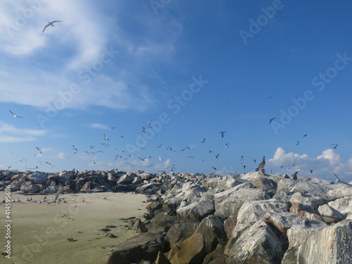 The bird found at Layang-layang island (Bird island) photo