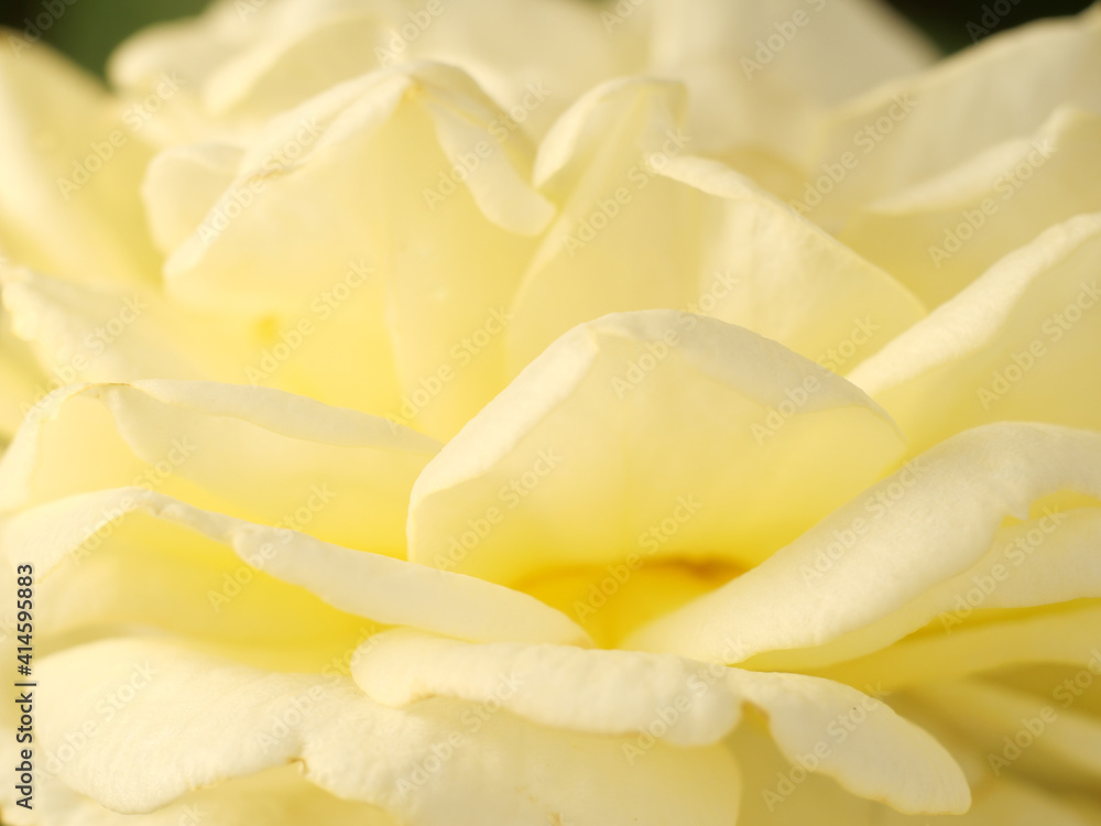 Close up flower for Background. Close up flower for Background.