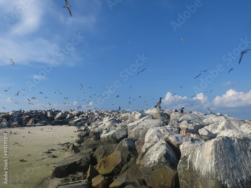 The bird found at Layang-layang island (Bird island) photo