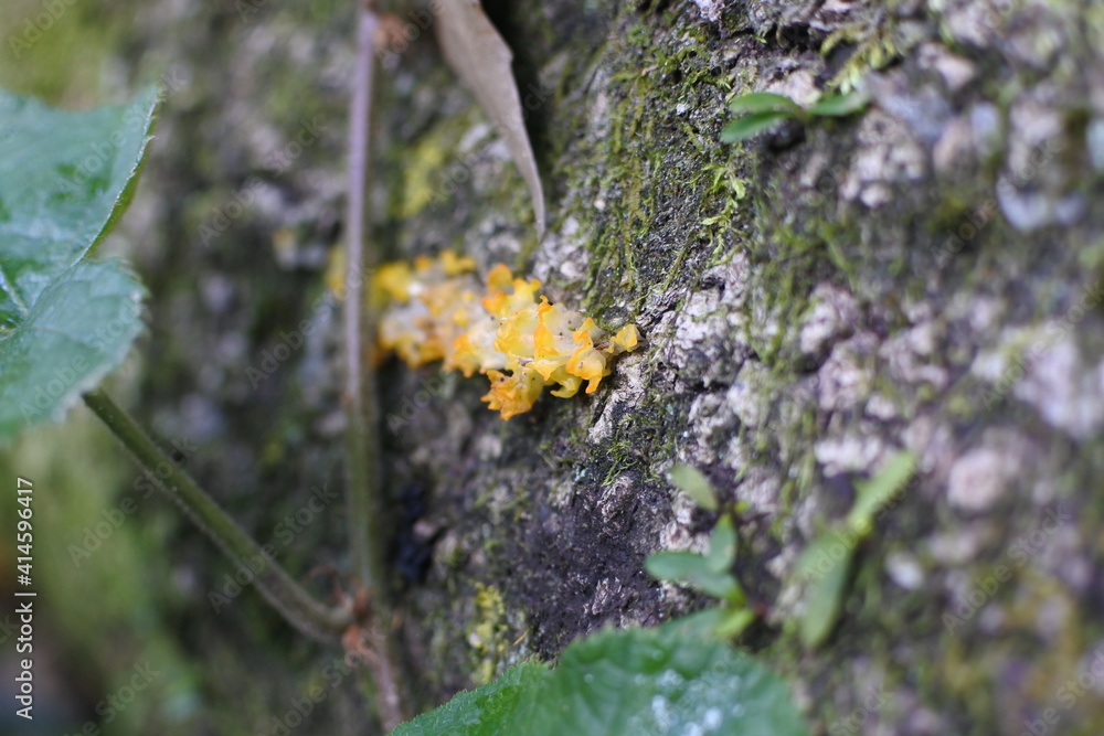 Golden jelly fungus are on the dead branch of deciduous broadleaf tree. Distinctive color. Golden jelly fungus are on the dead branch of deciduous broadleaf tree. Distinctive color.