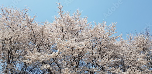 spring tree branches