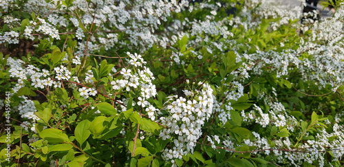 blossom in spring