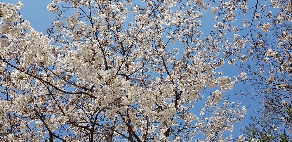 Obraz premium spring tree branches