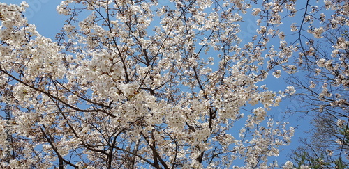 spring tree branches