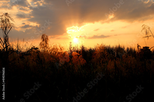grass flower in the field against sunset