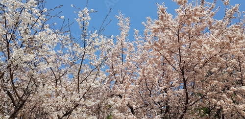 spring tree branches