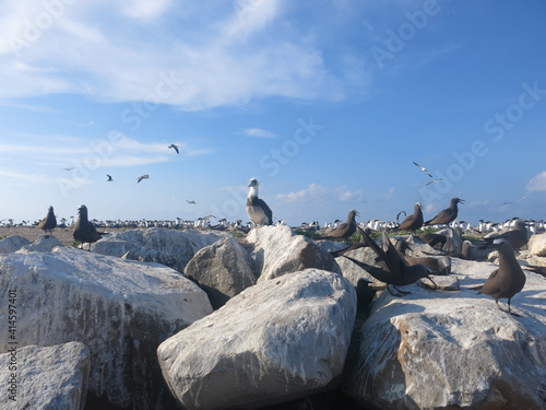 The bird found at Layang-layang island (Bird island) photo