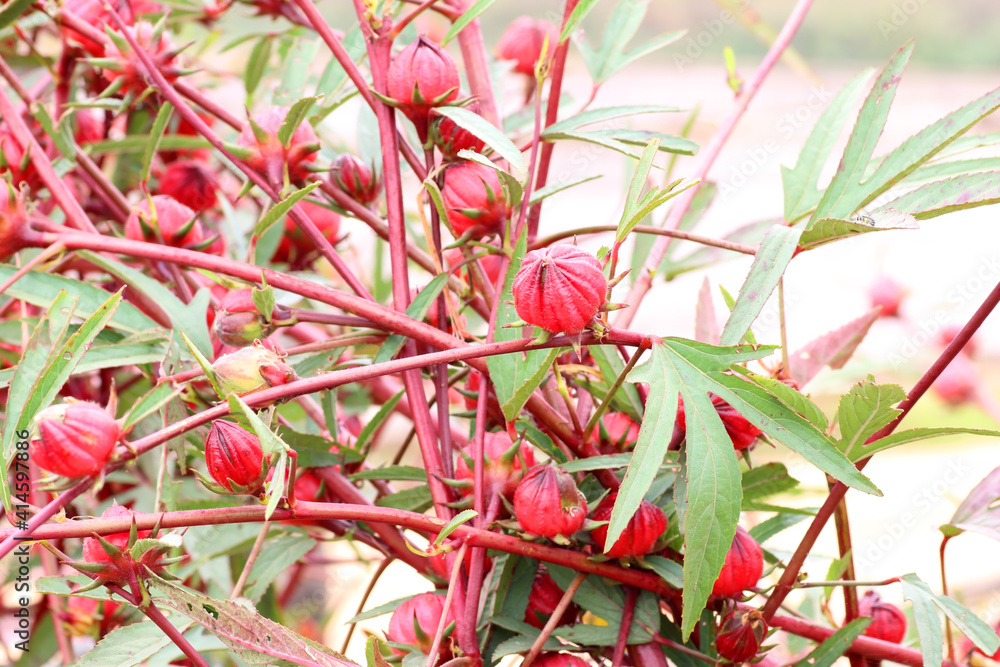 Roselle fruit on tree in the garden