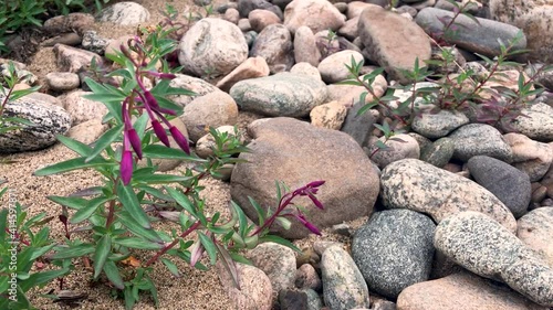 Chamaenerion latifolium or Epilobium latifolium photo