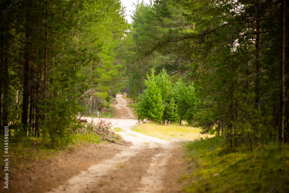 Obraz premium Forest landscape pine forest, selective focus