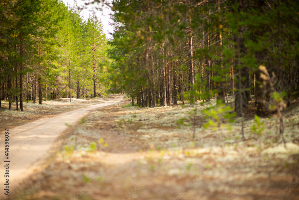 Forest landscape pine forest, selective focus Forest landscape pine forest, selective focus